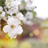 Neroli Cleansing Oil