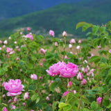 Wild Rose Botanical Mist