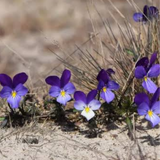 Wild Pansy Advanced Hydration Serum