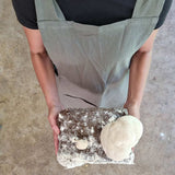 Lion's Mane Mushroom Powder - Australian Grown