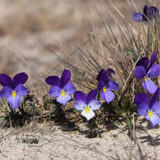 Wild Pansy Advanced Hydration Serum